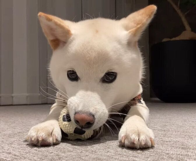 ひとり遊びが上手な雪丸くん