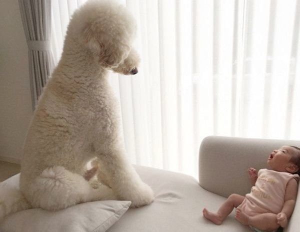 スタンダード・プードルのもずくちゃんと弟くん