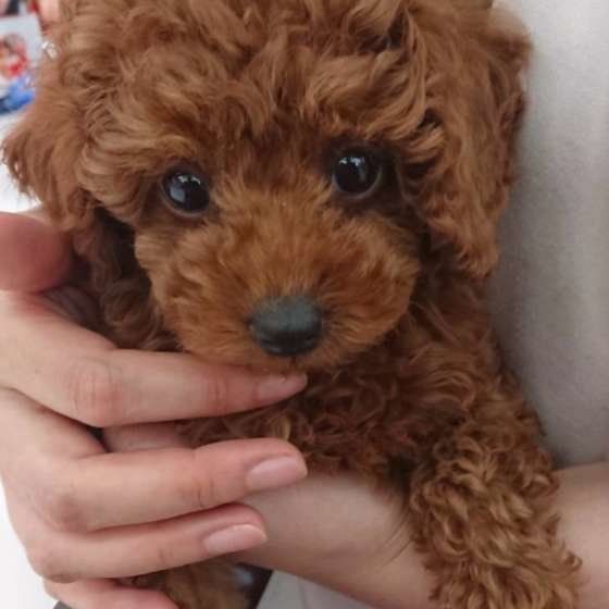 上目遣いするトイ・プードル