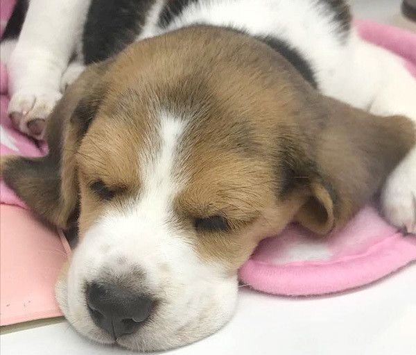 眠るビーグル