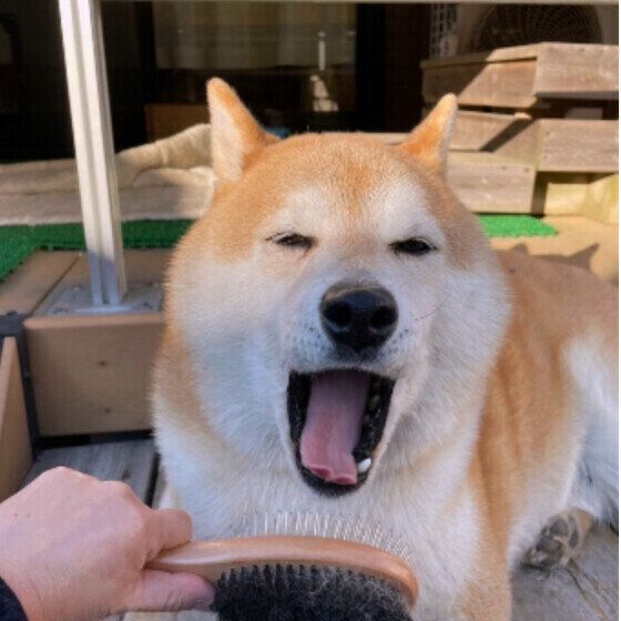 ブラッシング中の柴