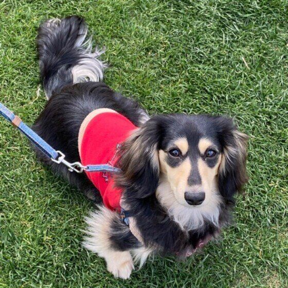 ダックスフンド