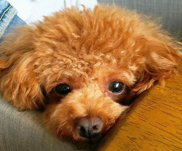 見つめるトイ・プードル