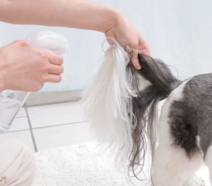 シー・ズーのしっぽ