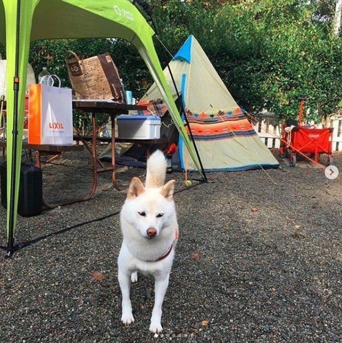 Gwは愛犬とキャンプへ 関東近郊にある犬okのオートキャンプ場 いぬのきもちweb Magazine Gwは愛犬とキャンプへ 関東近郊にある犬okのオートキャンプ場 いぬのきもちweb Magazine
