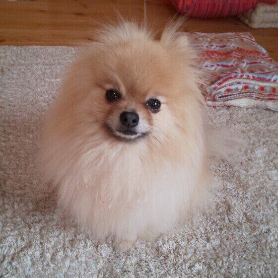 カメラを見つめるポメラニアン