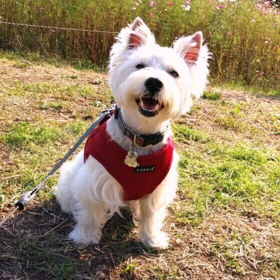 散歩中に笑顔になるウエスト・ハイランド・ホワイト・テリア