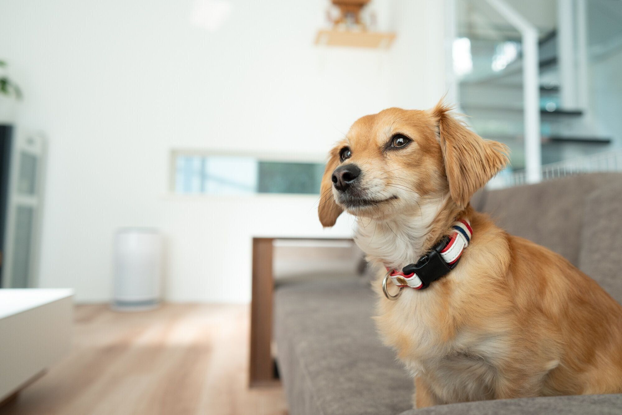 犬 ペット用空気清浄機