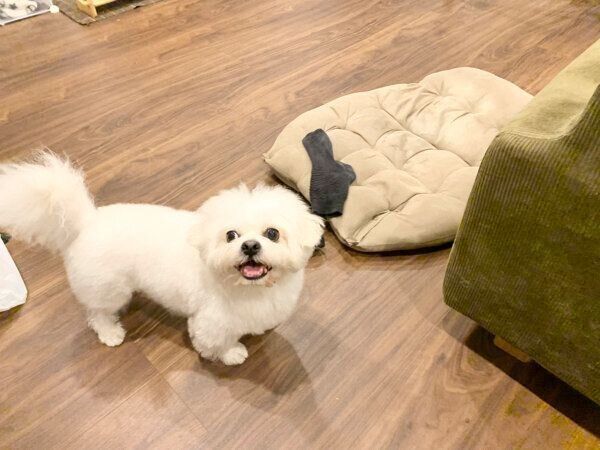 ごはんを食べたことを報告しにくるわむうくん