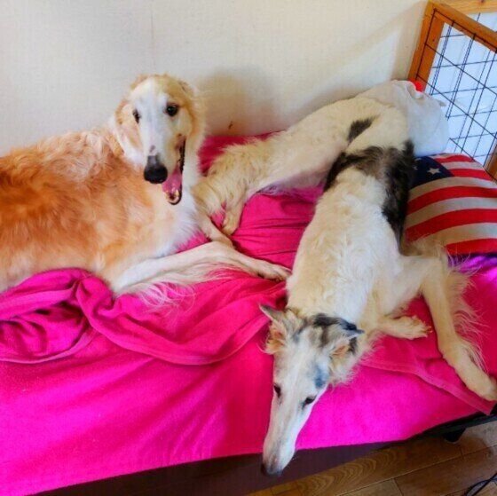 ボルゾイのぶっちくん