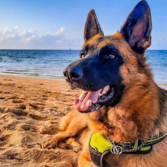 海辺のジャーマン・シェパード・ドッグ