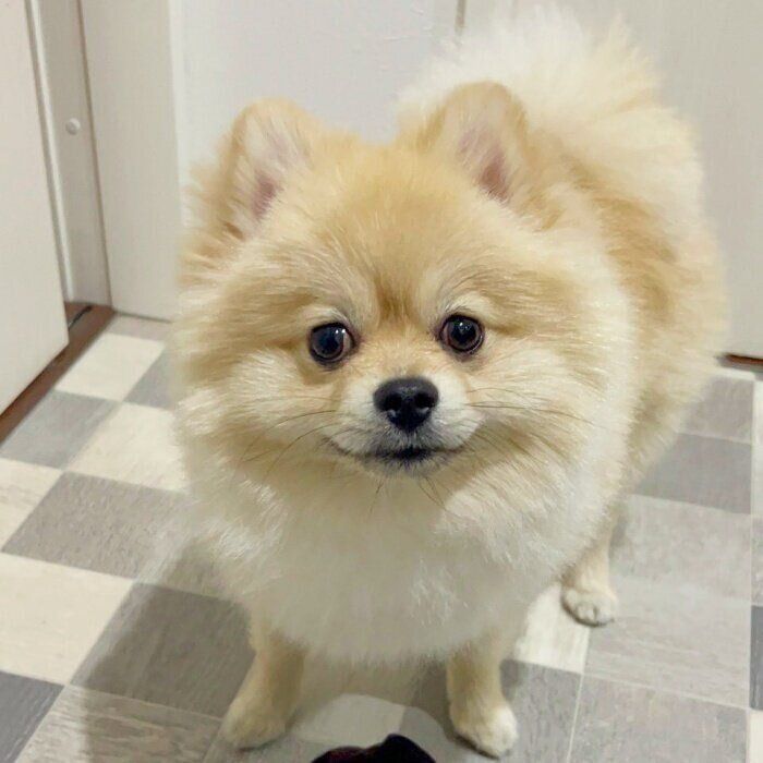 カメラを見つめる茶々丸くん