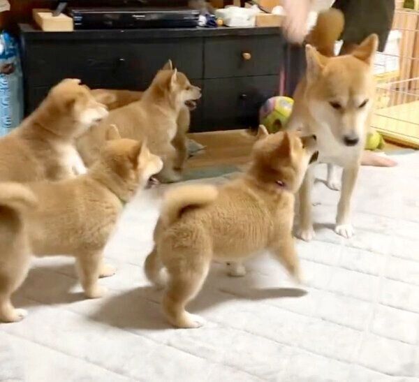 わちゃわちゃするrinちゃんと子犬たち