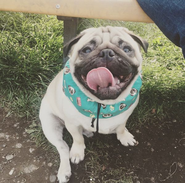 すくすく成長するパグ