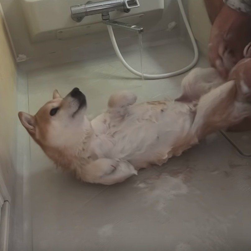 シャンプー中の柴犬小春ちゃん