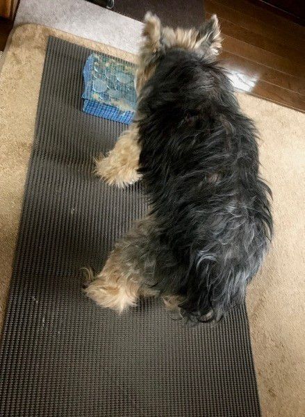 犬用グッズも工夫次第 経済的 エコな代用品アイディアをご紹介 いぬのきもちweb Magazine