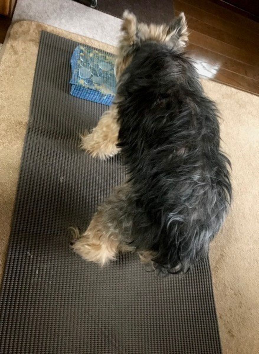 犬用グッズも工夫次第 経済的 エコな代用品アイディアをご紹介 いぬのきもちweb Magazine 犬用グッズも工夫次第 経済的 エコな代用品アイディアをご紹介 いぬのきもちweb Magazine