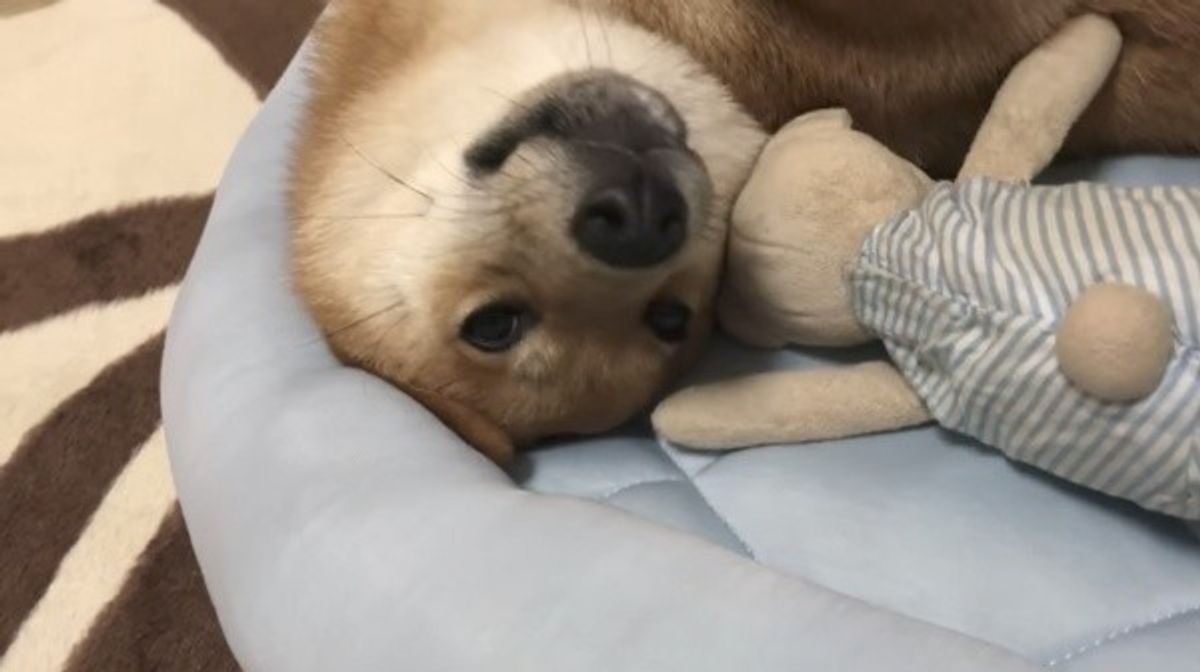 目が開いてられないワン ぬいぐるみと眠る柴犬に胸キュン いぬのきもちweb Magazine 目が開いてられないワン ぬいぐるみと眠る柴犬に胸キュン いぬのきもちweb Magazine