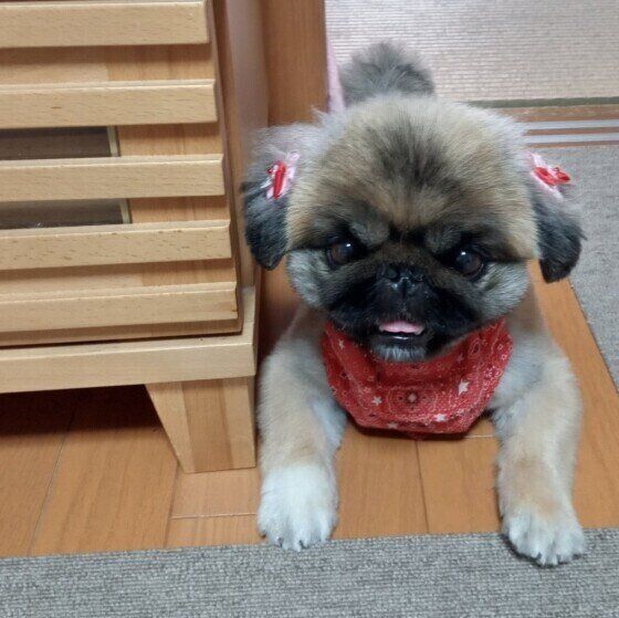 くつろぐペキニーズ