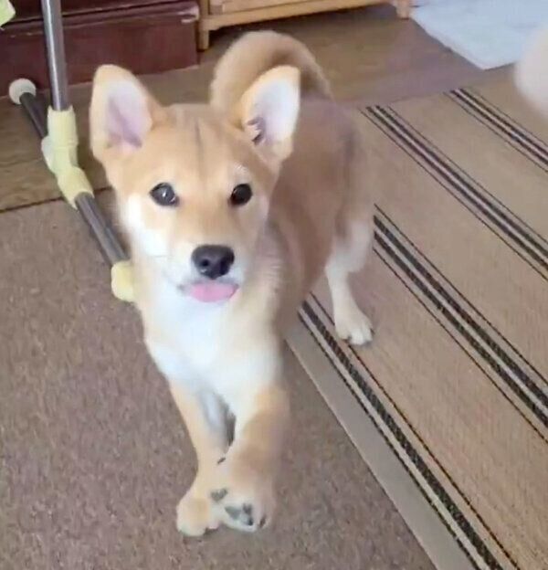 「オテ」と言われる前に前足が出ちゃう麦くん