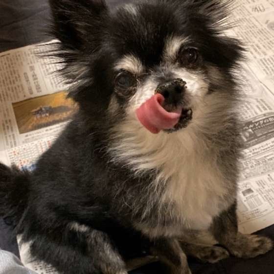 新聞に乗るトロちゃん