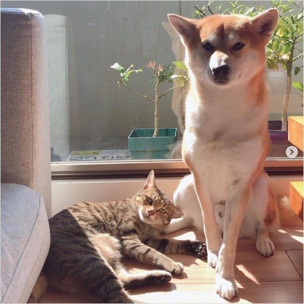 仲良く寄り添うHaluくんとMugiくん