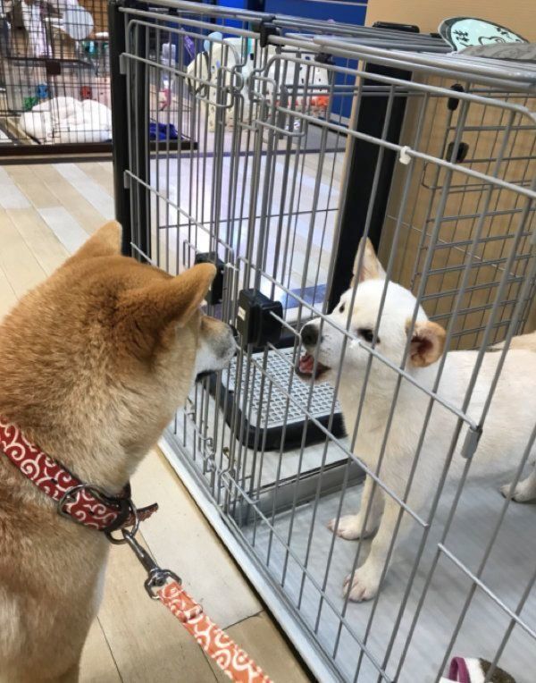 初対面したときのみかんちゃんとQ太郎くん