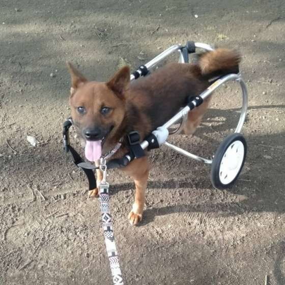 獣医師監修:歩けなくなった犬との暮らし方