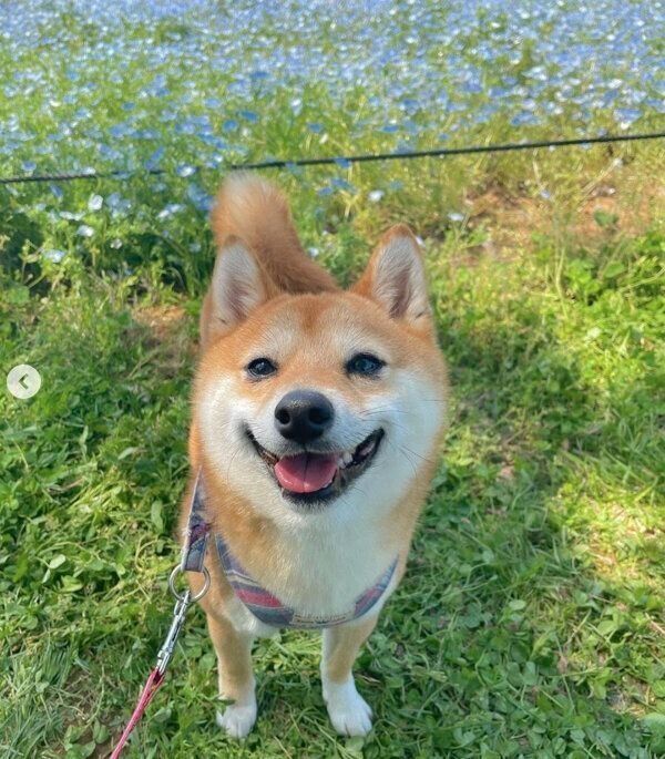 お出かけを楽しむこむぎくん