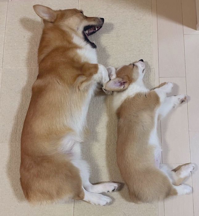 初添い寝をしたぽんずくん、しおちゃん