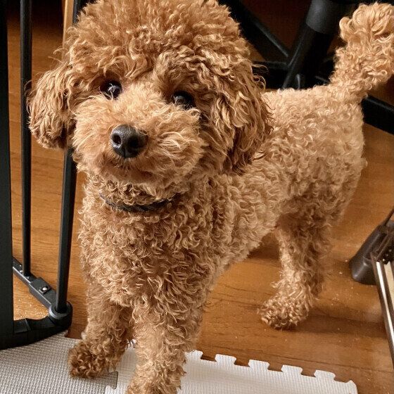 食欲の秋がやってきた？ 犬が冬に向けて食欲旺盛になる理由と注意点 いぬのきもち