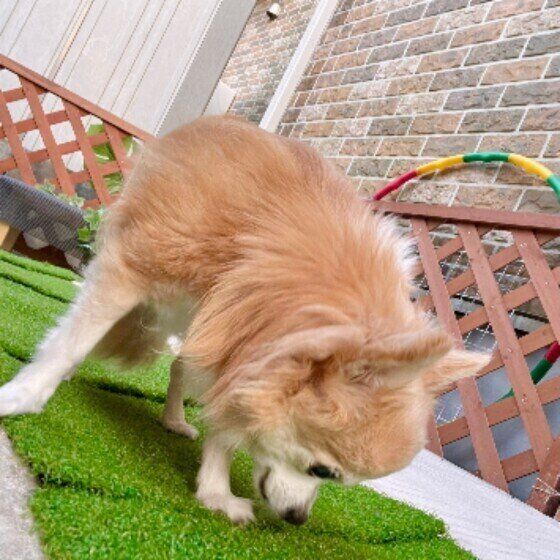 クンクンするしぇる（チコ）ちゃん（チワワ）