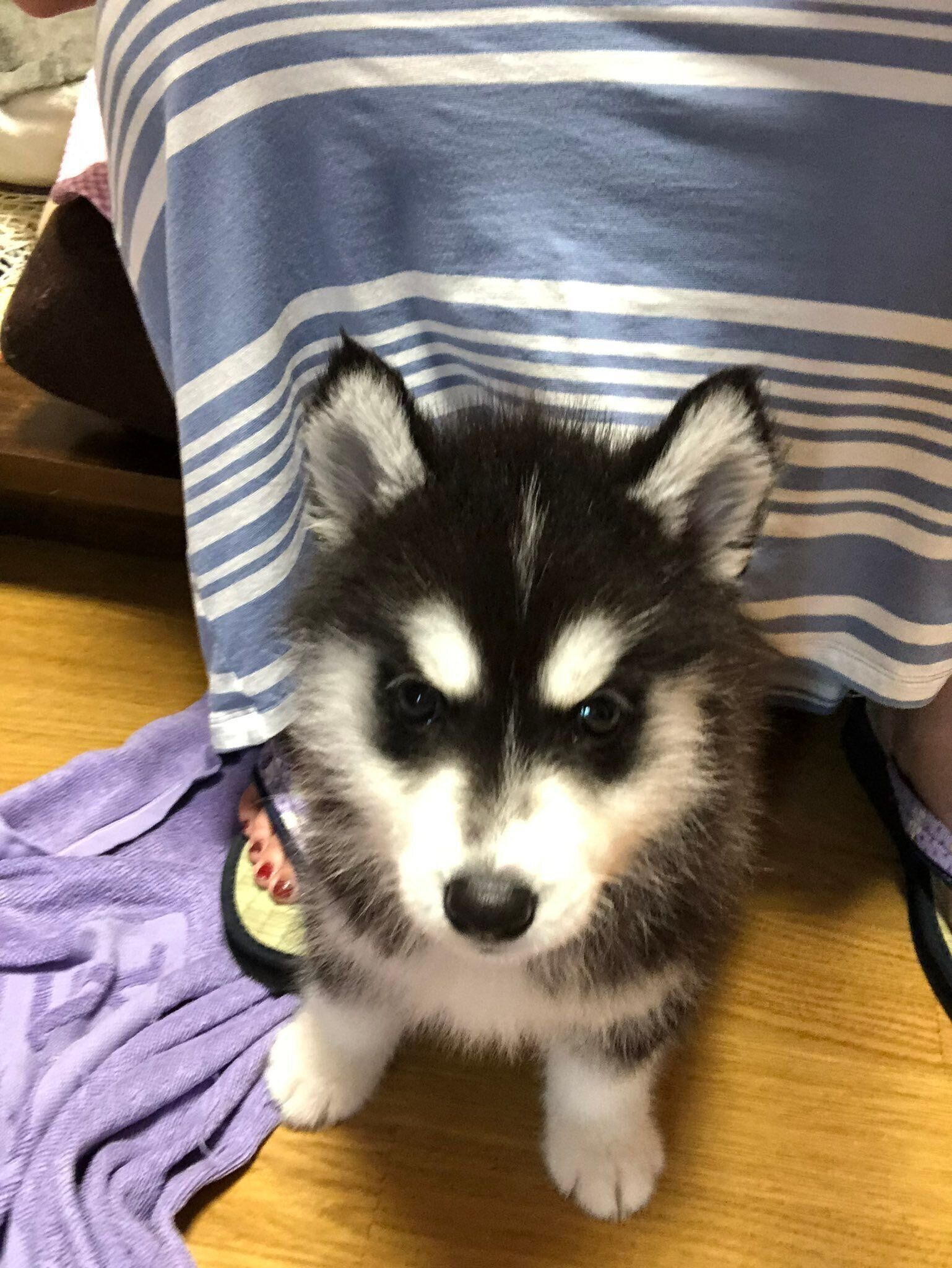 飼い主さんにお迎えされて2日目のシベリアン・ハスキー