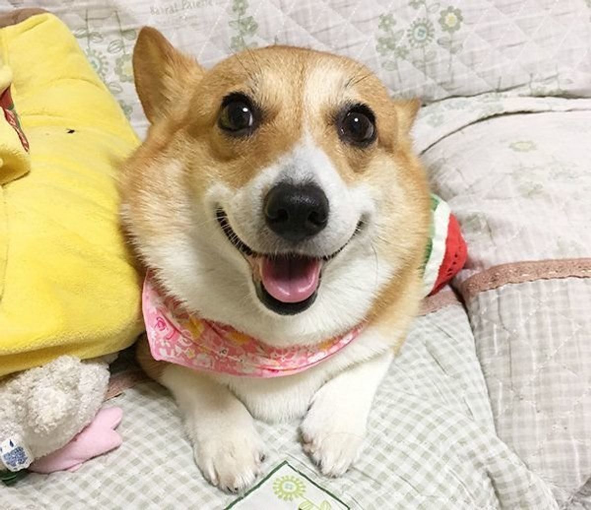 愛犬が座るのを嫌がるのは異変のサイン 疑われる4つの病気とは いぬのきもちweb Magazine 愛犬が座るのを嫌がるのは異変のサイン 疑われる4つの病気とは いぬのきもちweb Magazine