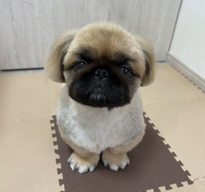 見つめるぷりんくん