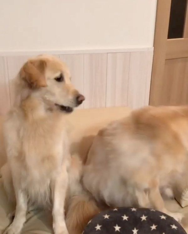 おやつをもらうゴールデン・レトリーバー