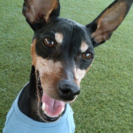 楽しそうな表情のミニチュア・ピンシャー