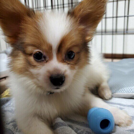 パピヨンの性格 飼い方のコツ 飼い主の悩みq A いぬのきもち 犬図鑑 いぬのきもちweb Magazine