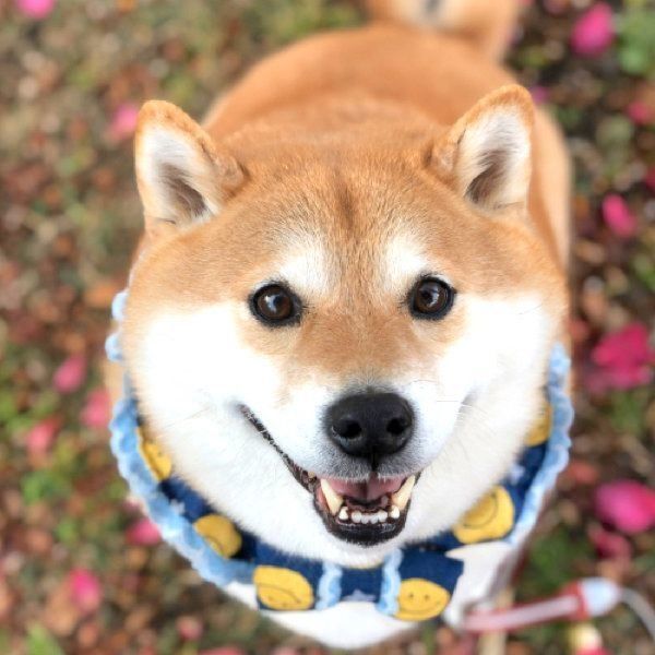 笑顔のハナちゃん