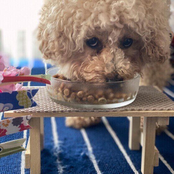 ごはんを食べるトイプ―。もん