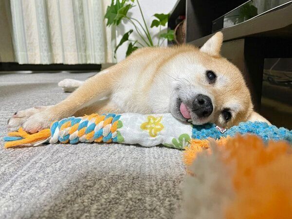 まったりするこじろうくん