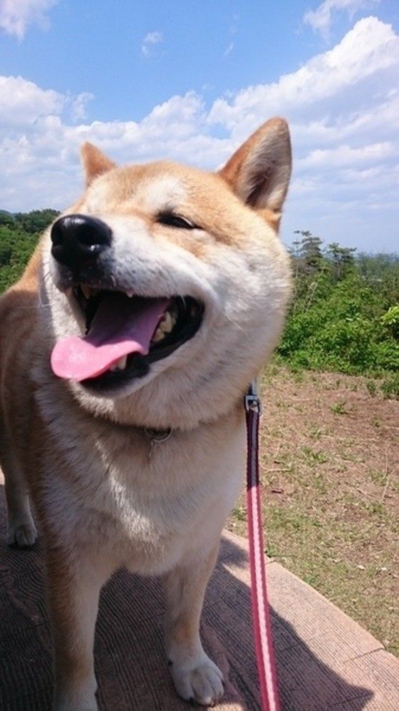 お散歩中のコタロウくん