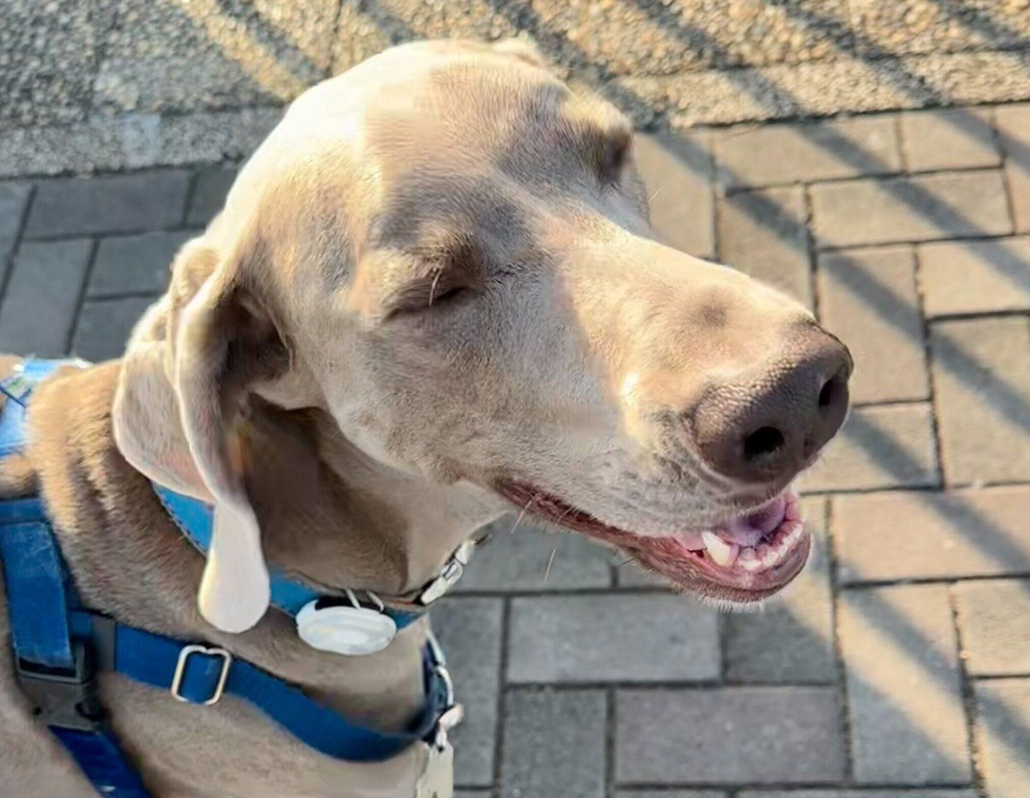 嬉しそうなろあくん