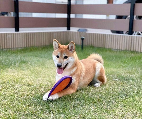 庭で遊ぶこはくちゃん