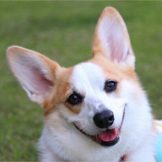 笑顔のウェルシュ・コーギー・ペンブローク