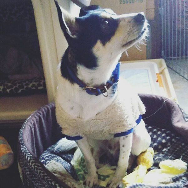 イケメン 美人 えっ どこ見てるの 個性あふれる犬の横顔5選 いぬのきもちweb Magazine