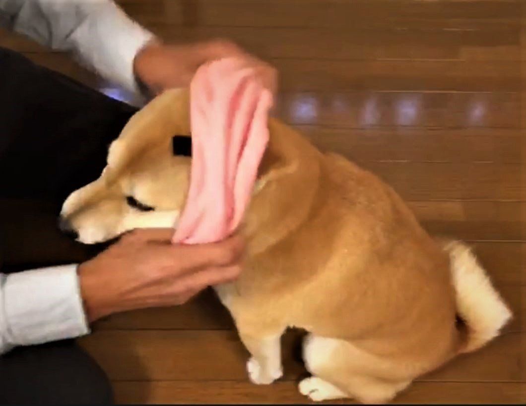 柴犬こむぎちゃん
