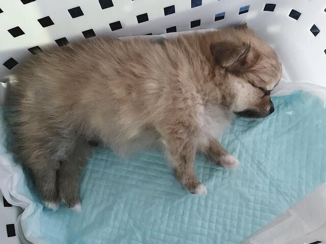 来たばかりのころのココちゃん