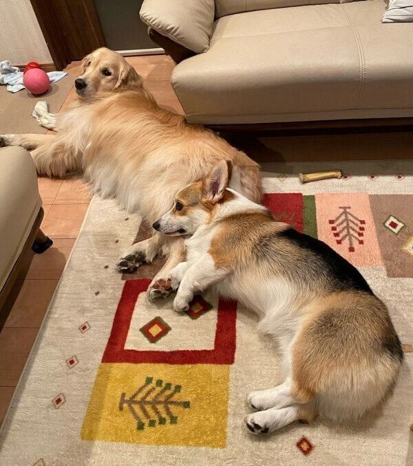 くっつくシャロンちゃん、モグくん