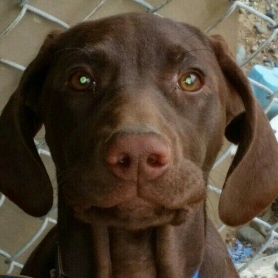 ジャーマン ショートヘアード ポインターの特徴と性格 飼い方 価格相場など 犬図鑑 いぬのきもちweb Magazine